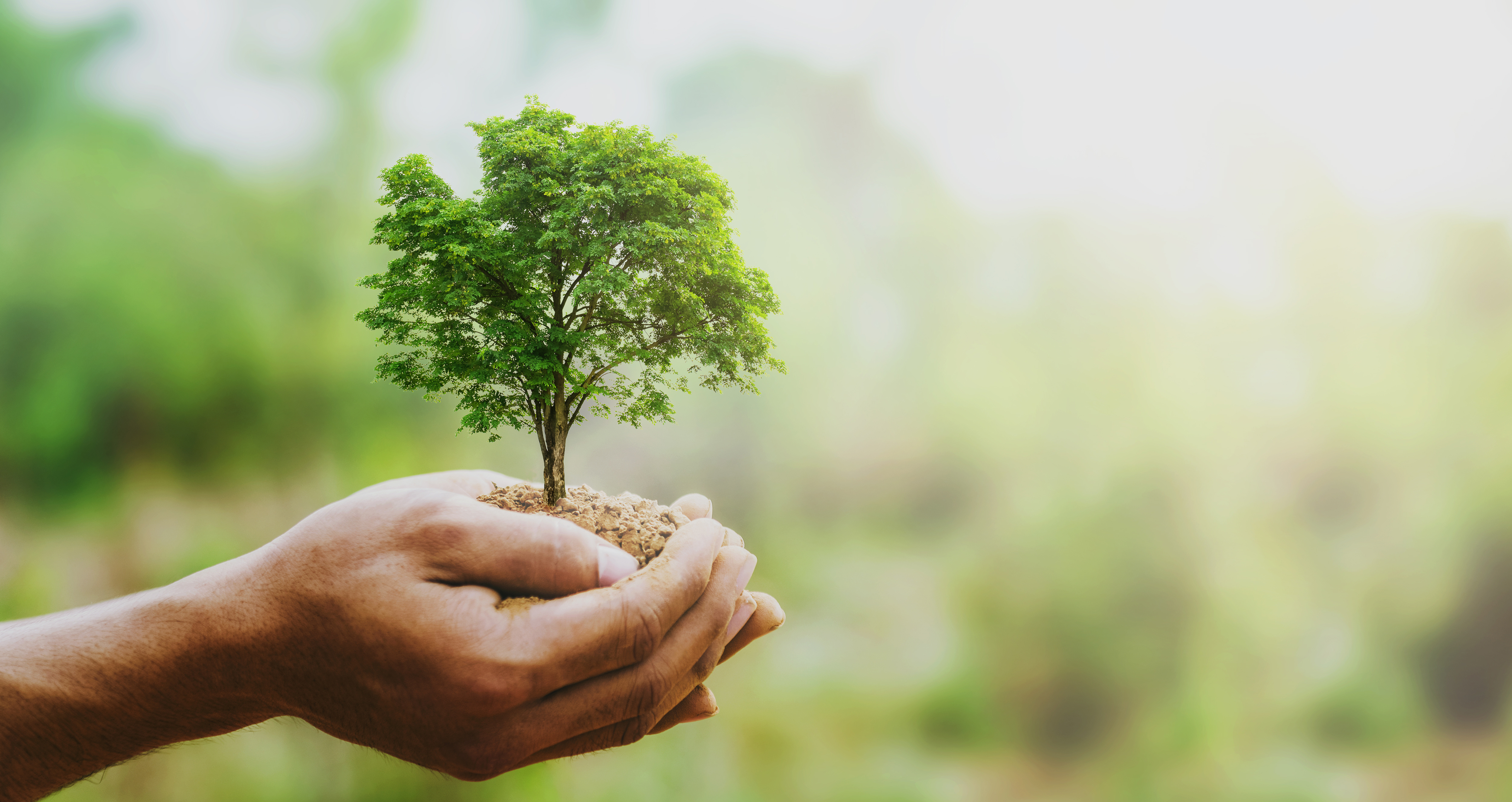 Rooted in Strength: A Woman’s Journey in Arboriculture