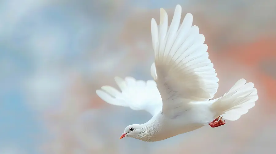 🕊 The Story of the Wings